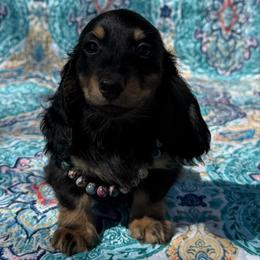 Floyd - Black and tan male Dachshund puppy in Lincoln, Arkansas from Red Dirt Dachshunds