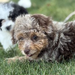 Scorpio - Merle male Bernedoodle puppy in Larimer County, Colorado from Puppy Love Doodles