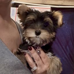 DG PINK GIRL - Black and gold female Yorkshire Terrier puppy in Blythe, California from California AKC Maltese & Yorkies