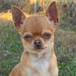 Huck - Chihuahua