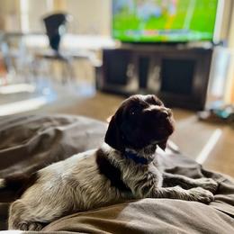 Wirehaired Pointing Griffon Puppies from Rocking S Griffons