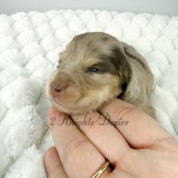 Jackson🩵 - Dapple male Dachshund puppy in New Braunfels, Texas from 2 Knights Doxies