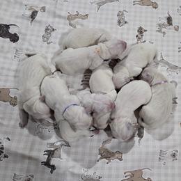 Boy 5 - male Golden Retriever puppy in Webberville, Michigan from All by grace goldens