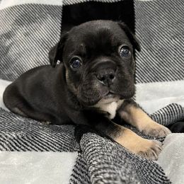 French Bulldogs from Tri-County Bullies