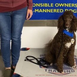 Goldendoodles from InclusiveK9