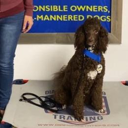 Goldendoodles from InclusiveK9