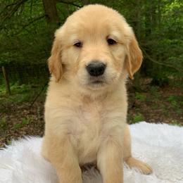 Tilly - Light golden female Golden Retriever puppy in New Ringgold, Pennsylvania from Hawk Mountain Doodles
