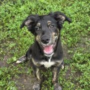 Boo - male Sporty Mix puppy in Menasha, Wisconsin from Kreger's K9s