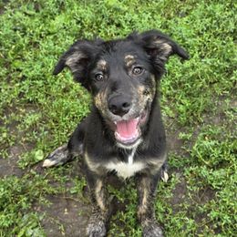 Boo - male Sporty Mix puppy in Menasha, Wisconsin from Kreger's K9s