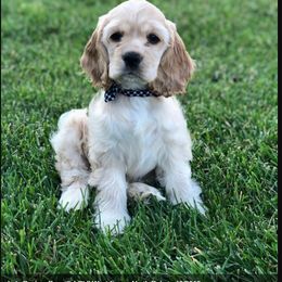 Cocker Spaniel Puppies from Chloe's Cocker Spaniels