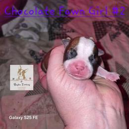 Carrie - Red female Boston Terrier puppy in Colorado Springs, Colorado from M&Bs Boston Terriers