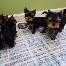 Yorkshire Terrier Puppies from LuvStruck Yorkies