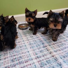 Yorkshire Terrier Puppies from LuvStruck Yorkies