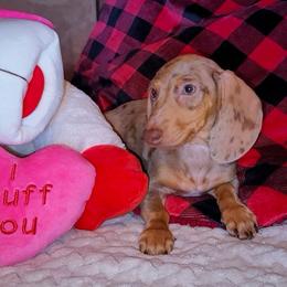 Penny - Dapple female Dachshund puppy in Phoenix, Arizona from AZ's Prestigious Minature Dachshunds