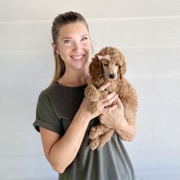 Bernedoodle, Goldendoodle, and Poodle Puppies from Central Valley Canine Companions