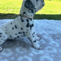 Dalmatian Puppies from Cowart’s Dalmatians