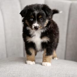 Australian Shepherd, Miniature American Shepherd, Miniature Australian Shepherd, and Toy Australian Shepherd Puppies from Painted Blue Aussies