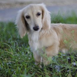 Buttermilk - Dachshund