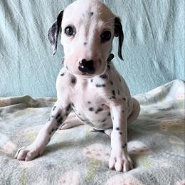 Glacier - White and black male Dalmatian puppy in Travelers Rest, South Carolina from Cotton Top