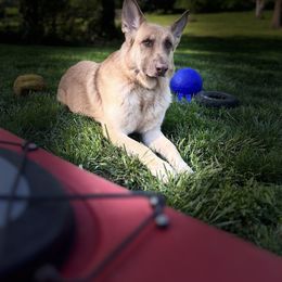 German Shepherd Puppies from Haus Skyborne Shepherds