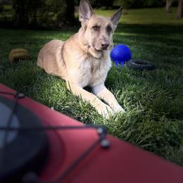 German Shepherd Puppies from Haus Skyborne Shepherds