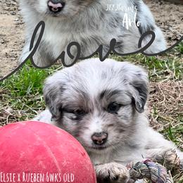 (3) Giblet - Blue merle male Miniature Australian Shepherd puppy in Huntington, Texas from JKKJ Farms