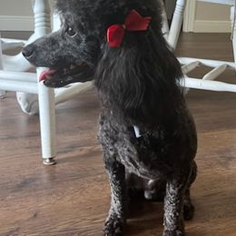 Poodles and Yorkshire Terriers from Lulus toy poodles