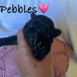 'Pebbles' Black girl 1 - Black female Pug puppy in Onalaska, Washington from Cupid’s Pugs