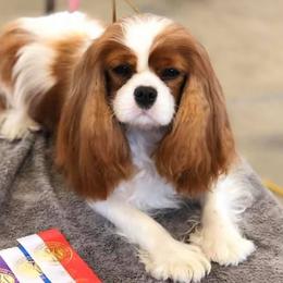 Cavalier King Charles Spaniels from KINGDOMRUN Cavaliers