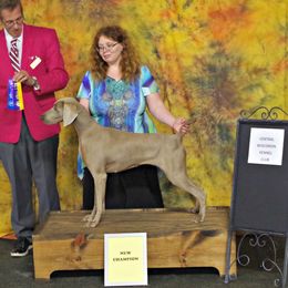 Emma - Weimaraner