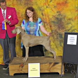 Emma - Weimaraner