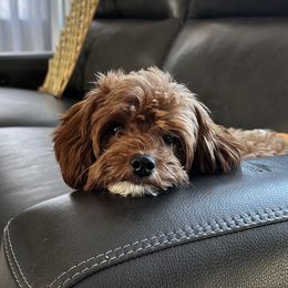 Whiskey - Goldendoodle