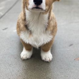 Cardigan Welsh Corgis and Pembroke Welsh Corgis from MD Corgis