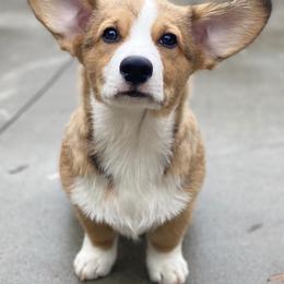 Cardigan Welsh Corgis and Pembroke Welsh Corgis from MD Corgis