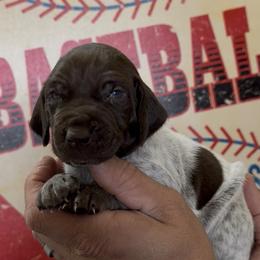 Hank Black collar - Liver roan male German Shorthaired Pointer puppy in Six Mile, South Carolina from The Proper Pointer Co.