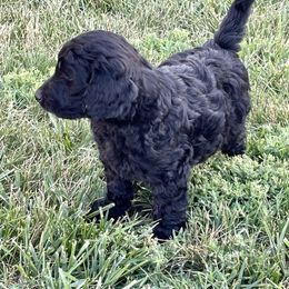 Labradoodle and Poodle Puppies from Top Knot Companions Poodles and Labradoodles