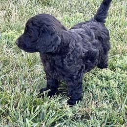 Labradoodle and Poodle Puppies from Top Knot Companions Poodles and Labradoodles