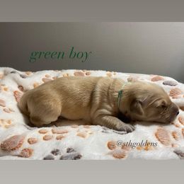 Golden Retriever Puppies from Sweeter Than Honey Golden Retrievers, LLC.