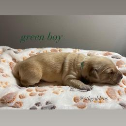 Golden Retriever Puppies from Sweeter Than Honey Golden Retrievers, LLC.
