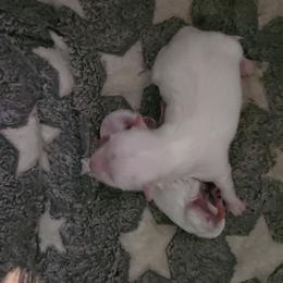 Vayla - White female Maltese puppy in Dwight, Nebraska from Meliora Maltese