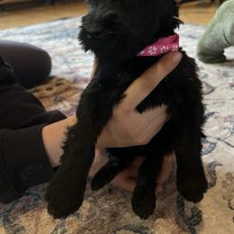 Girl 1 - Black female Giant Schnauzer puppy in Sedalia, Missouri from Valour's Giants