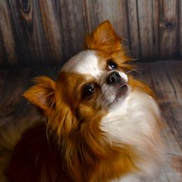 Prince - Chihuahua