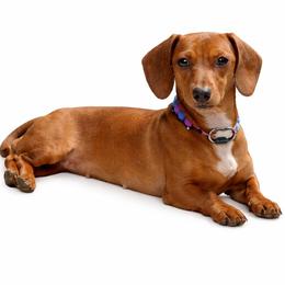 Minnie penny - Dachshund