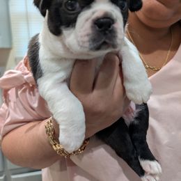 Mickey - Black and white male Boston Terrier puppy in Kansas City, Missouri from Boston's Boston Terriers AKC
