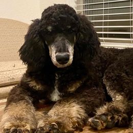 Nigel  - Poodle