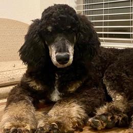 Nigel  - Poodle