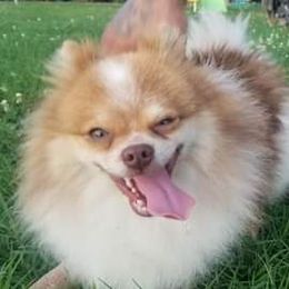 Pomeranians from Estep's Enchanted Garden 💚