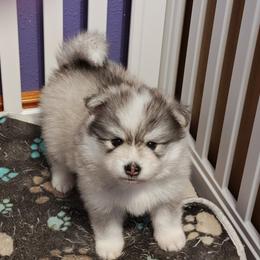 Pomsky Puppies from Idaho Pomsky