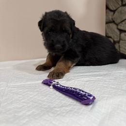 AKC Purple Girl - Black and red female German Shepherd puppy in Bakersfield, California from Aguirre Farm