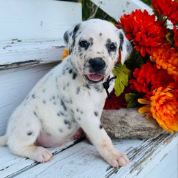 Black collar - White and black male Dalmatian puppy in Westhoff, Texas from Smart Dalmatians